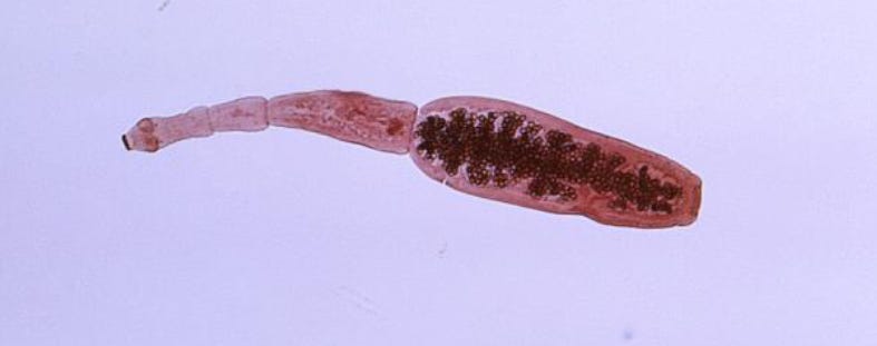 Argentina: Hydatidosis (Echinococcus granulosus) in Salta - Outbreak News Today thumbnail