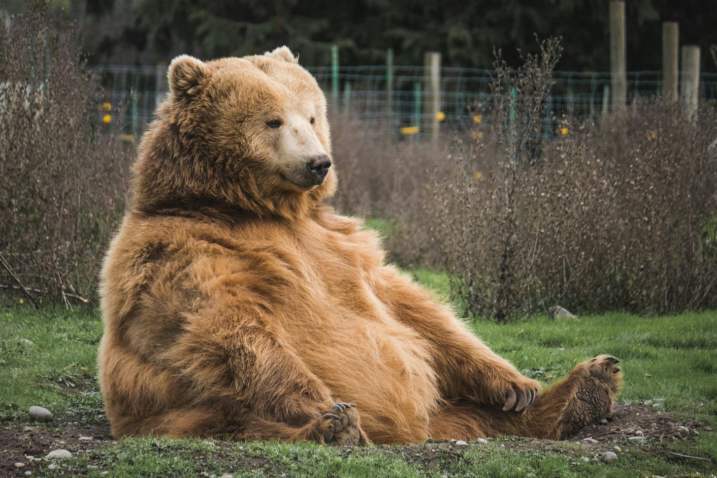 An extremely large brown bear sitting upright like he thinks he's people