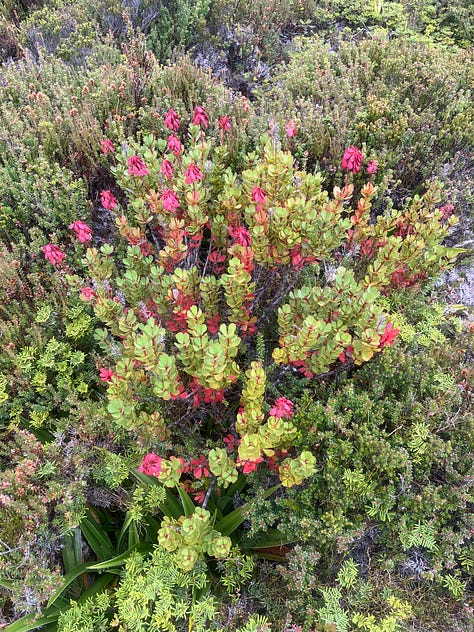 waterfalls, lakes and alpine vegetation