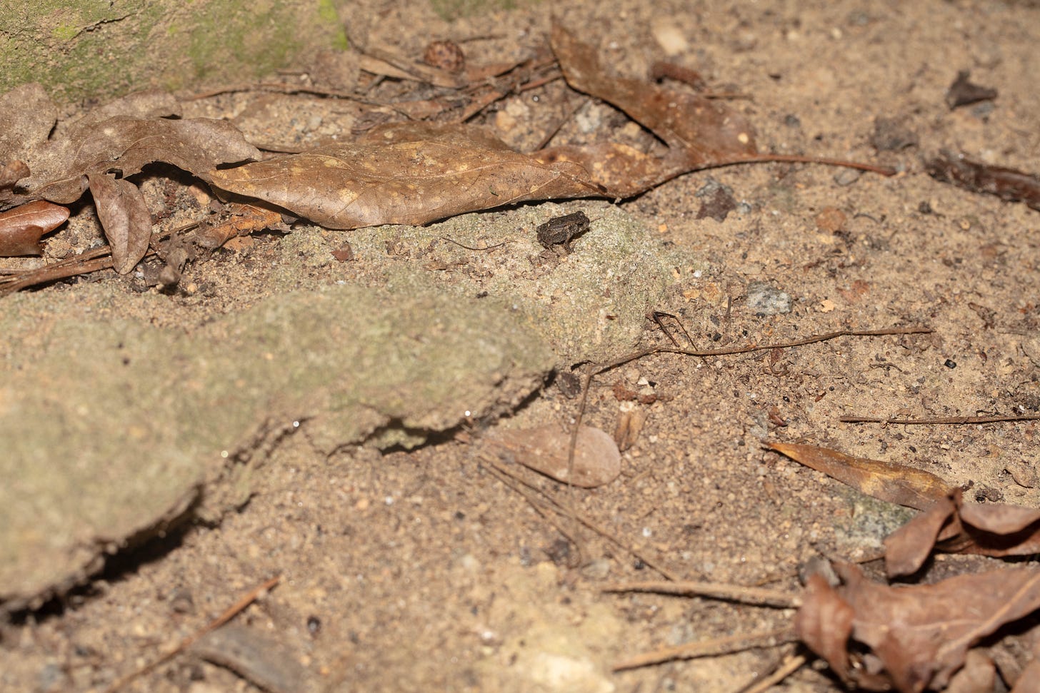 The same toad, but zoomed out to show brown tree leaves many times larger than the toad, who is a small, brown, approximately-toad-shaped spot in the midst of leafy ground.