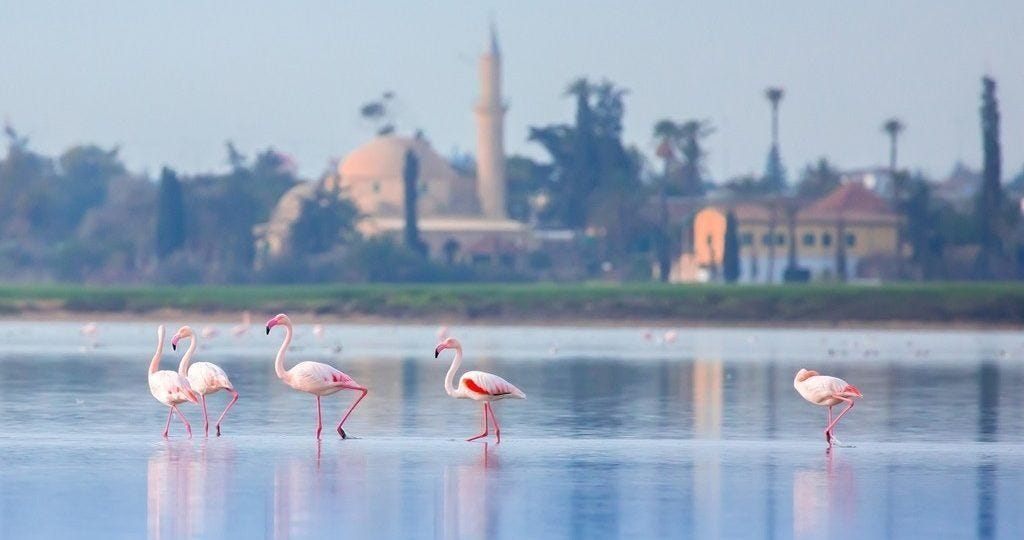 Flamingos arrive outside the city of Larnaka, landing not dislike the planes at the island's national airport.