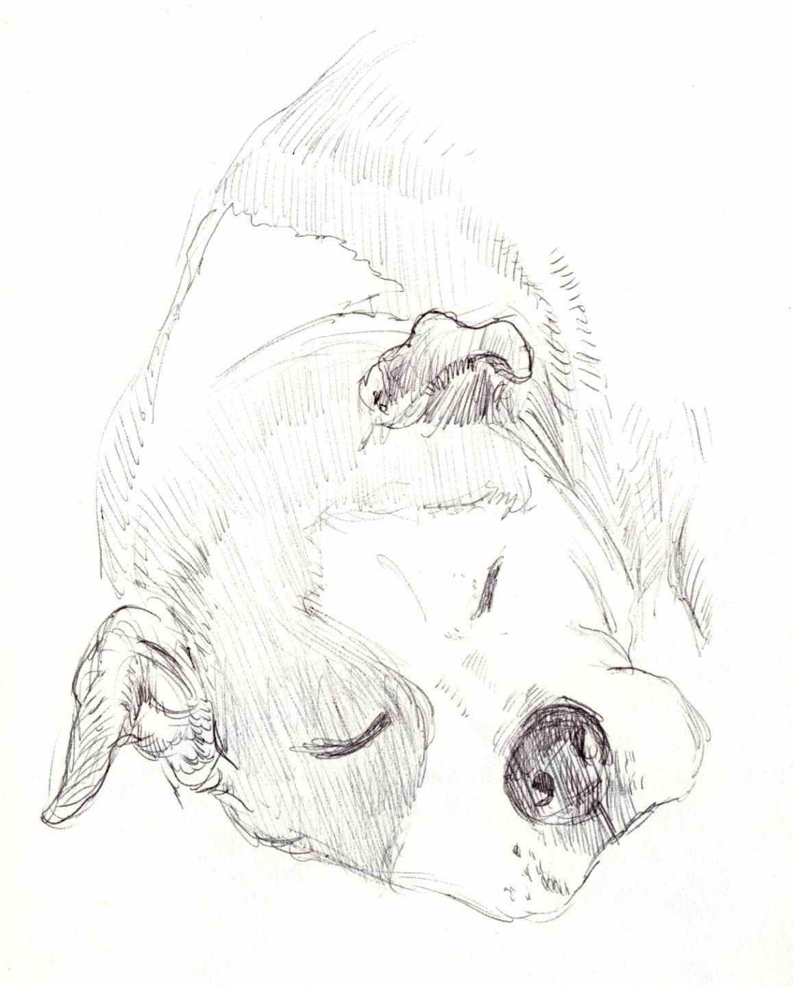 Ballpoint sketch of a sleeping dog curled up.