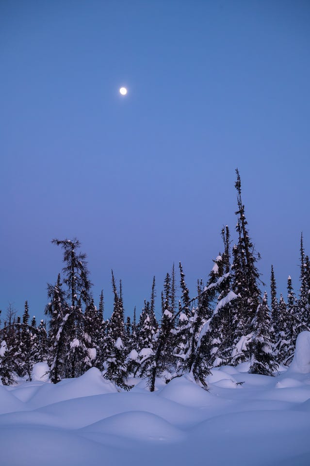 A nearly full moon hangs in a soft purple-blue twilight sky above a sparse stand of snow-covered black spruce trees. Large rounded snow mounds fill the foreground. Fairbanks, Alaska.