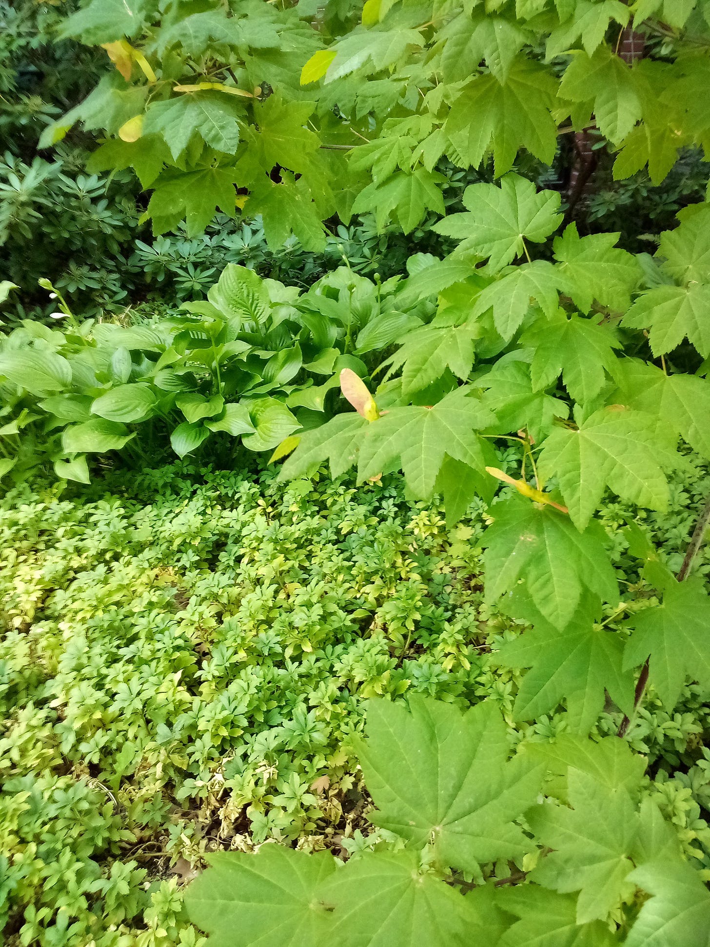 layers of green maple and hosta leaves