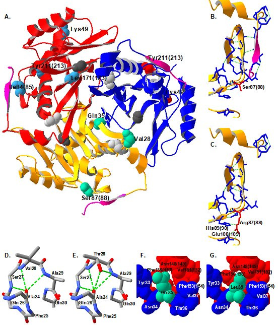 Ugurs grenzdebile Schwachsinnsideen im Protein Design