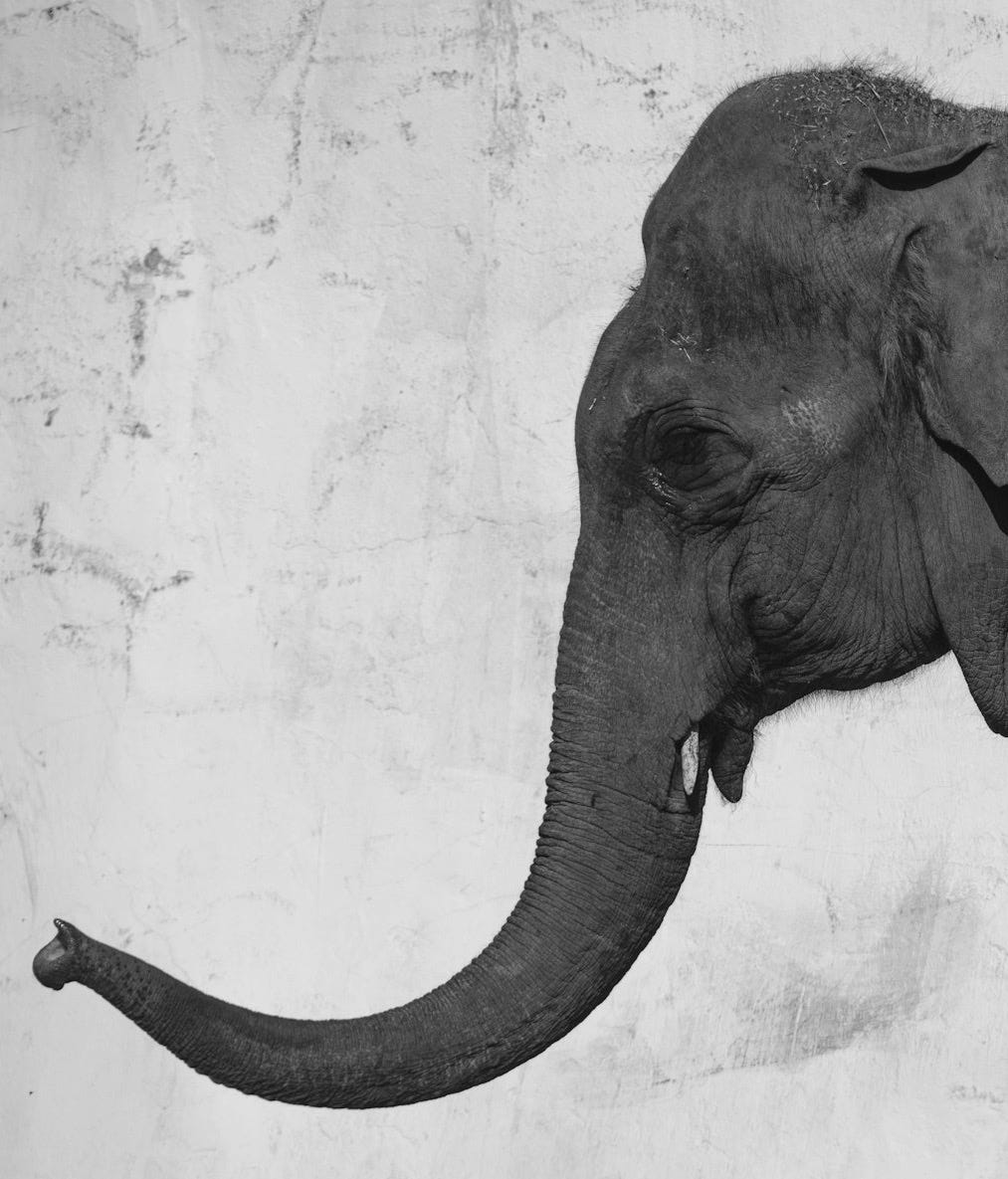 an elephant with its trunk up an elephant with its trunk up