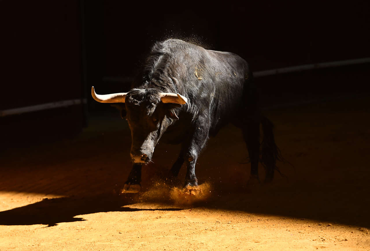 Tauromaquia: lo que ocurre en el cuerpo del toro antes de morir