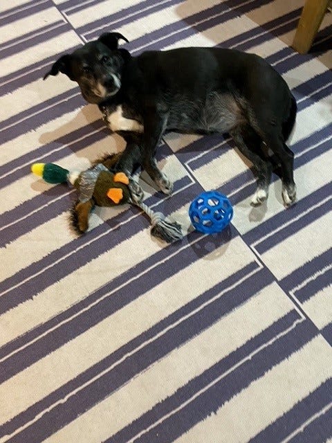 Black dog looking up, on striped rug, with toy duck and ball