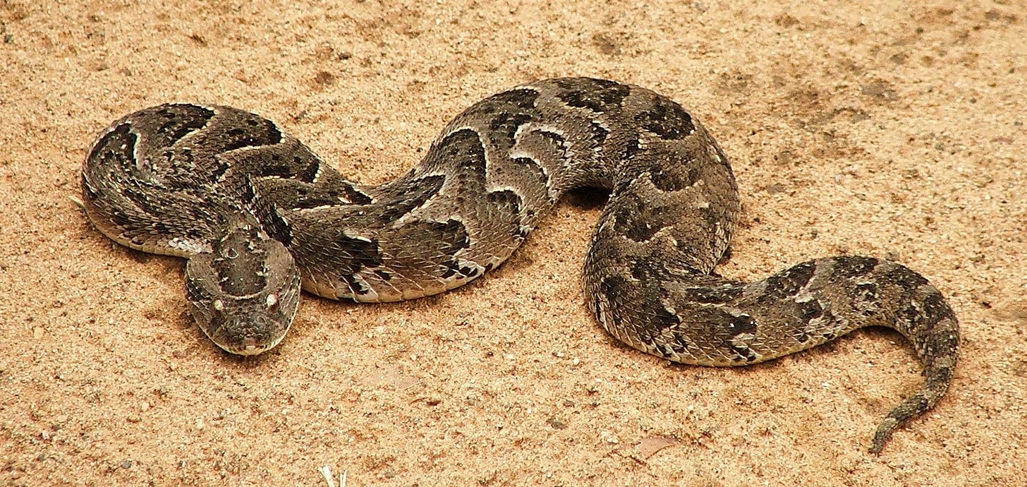 African puff adder, Bitis arietans | Deadly animals, Snake, Animals