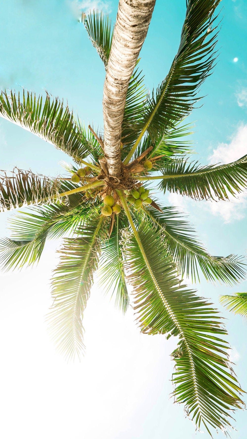 bottom photography green coconut tree