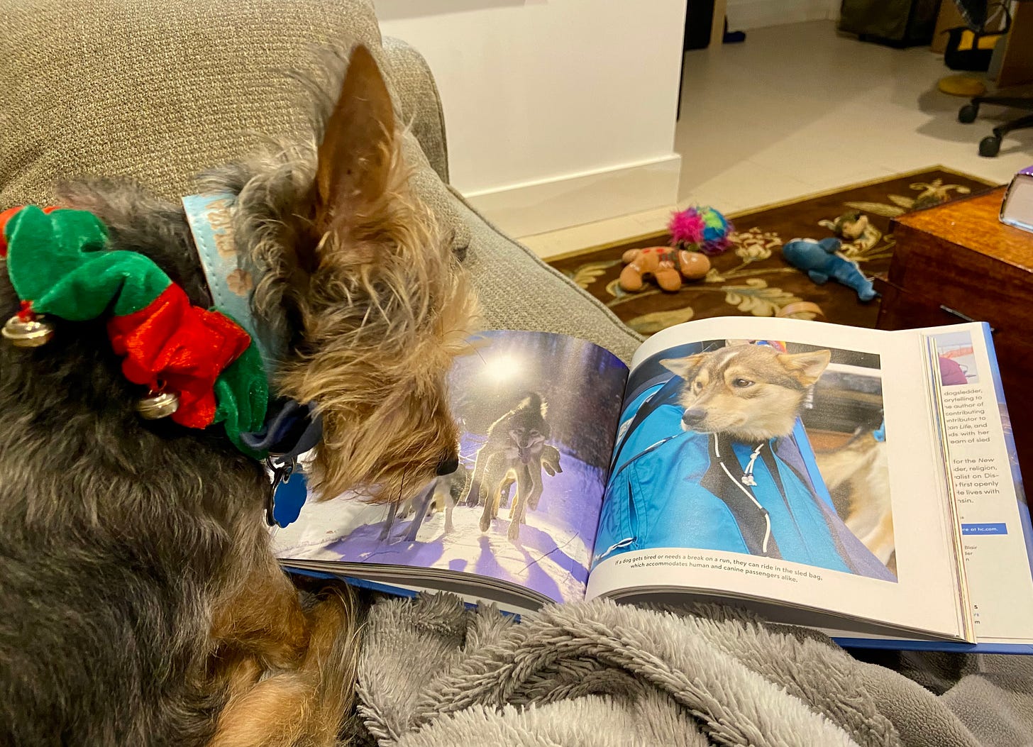 A tan and black terrier sits on a couch in front of a book about sled dogs