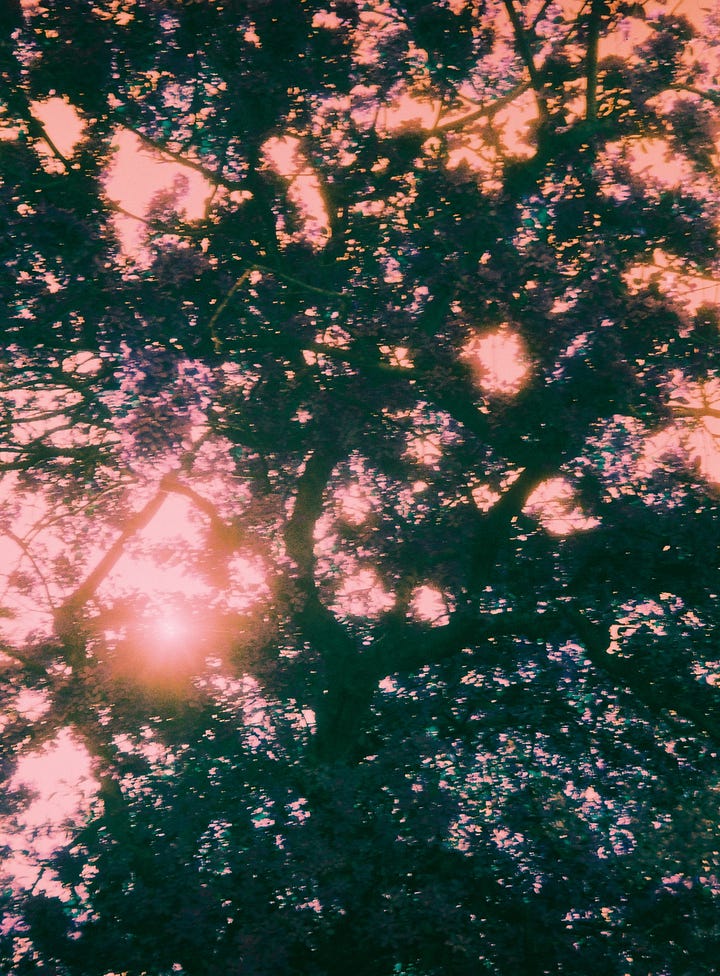 The view of the spring cherry blossom in my garden, and the resulting Harman Azure image.