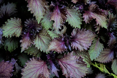 red shiso plants