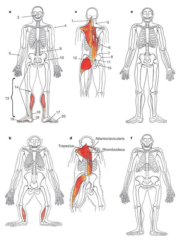 Endurance running and the evolution of Homo | Nature