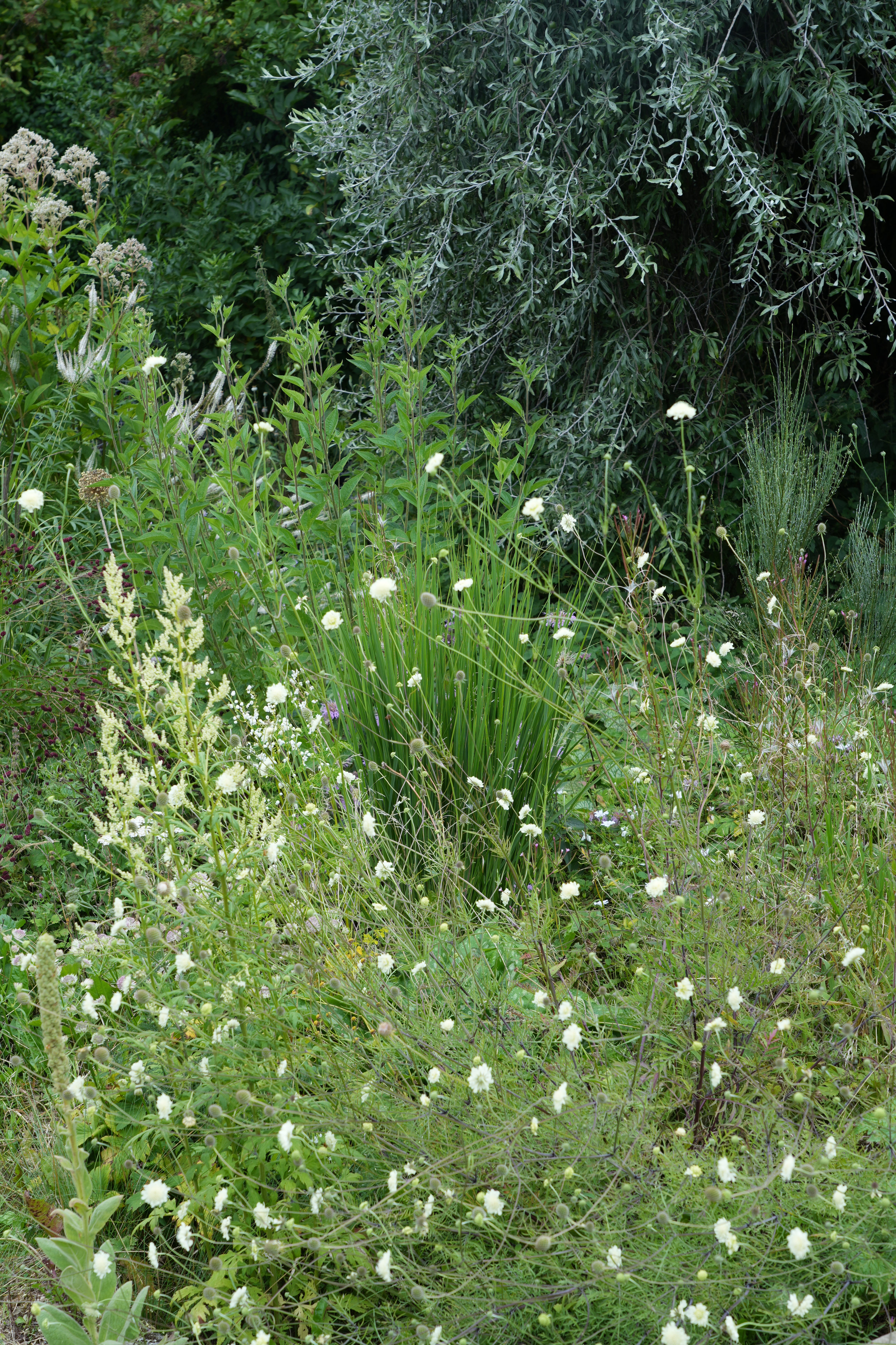 geum plant lady stratheden Geum Lady Stratheden – Plants Shoots and Leaves main image 1
