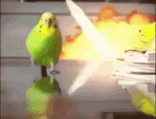 Bird Explosion GIFs | Tenor