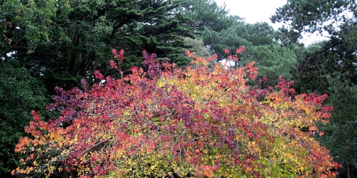 Added Tree What to Consider When Adding Trees to Your Garden Design
