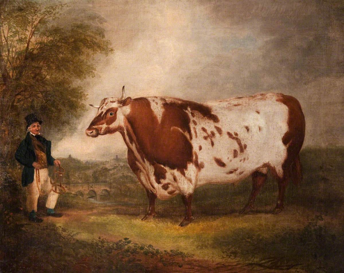 The Dunearn Ox