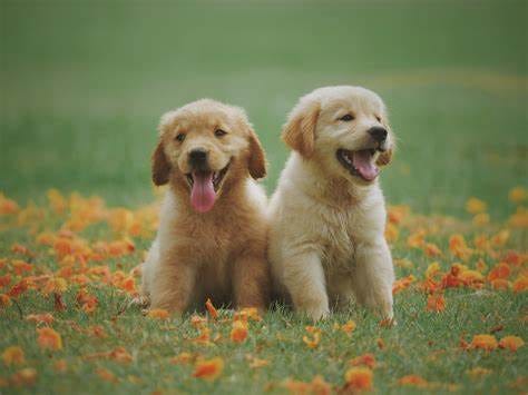 Dog images · Pexels · Free Stock Photos