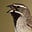 Sparrow's avatar