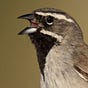 Sparrow's avatar
