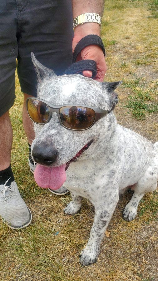 Lopen, a blue heeler mix with white fur and black tick, is sitting on his rear legs, held on a leash by a partially visible me. He is wearing sunglasses and panting.
