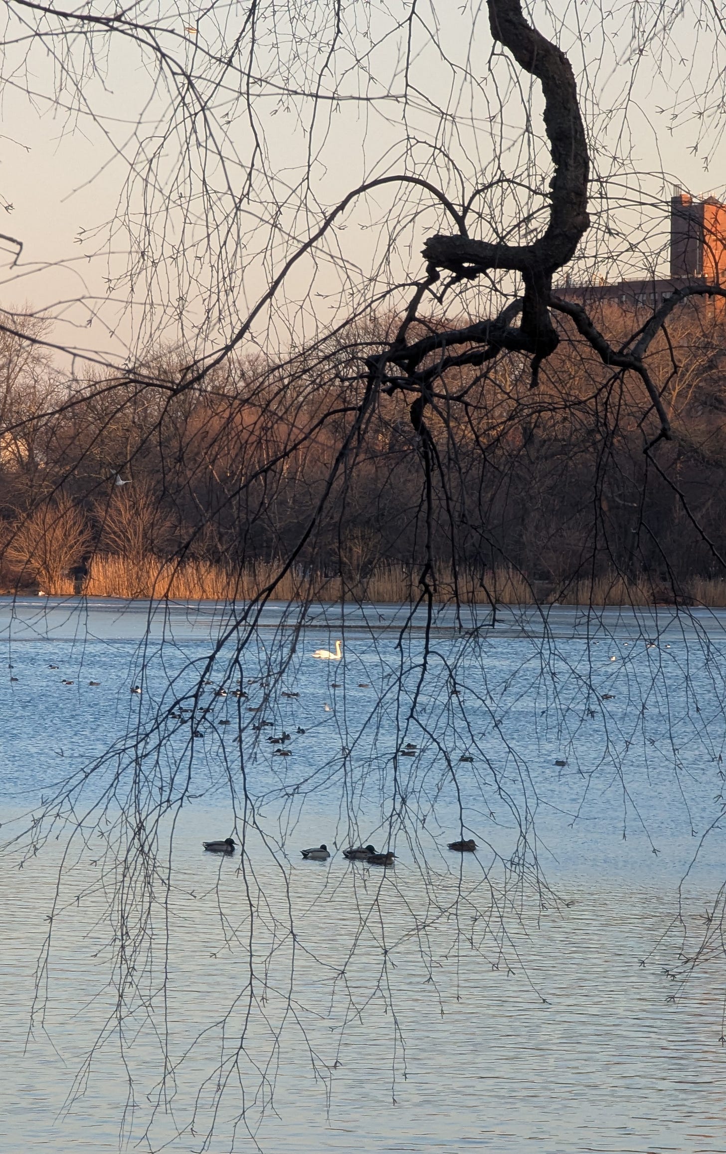 a body of water seen through the bare branches of a tree at dusk and a swan in the distance