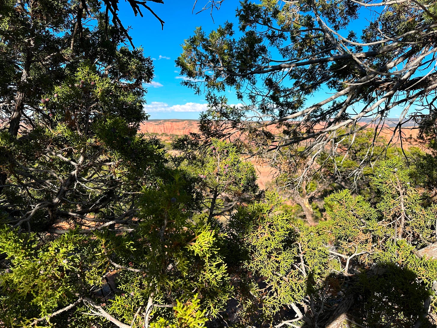 Junipers and pinyons overlooking the canyon