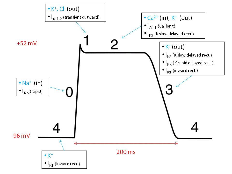 Cardiac action potential - Wikipedia Cardiac action potential - Wikipedia
