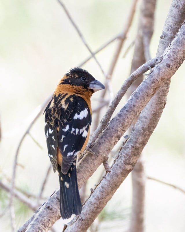 20250430-Chiricahuas-964-Edit.jpg 20250430-Chiricahuas-964-Edit.jpg