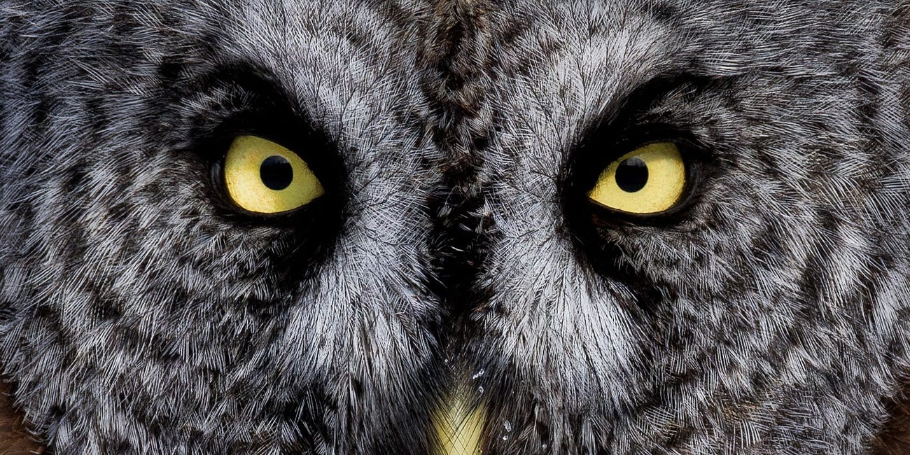 Birding University: Advancing Your Curriculum