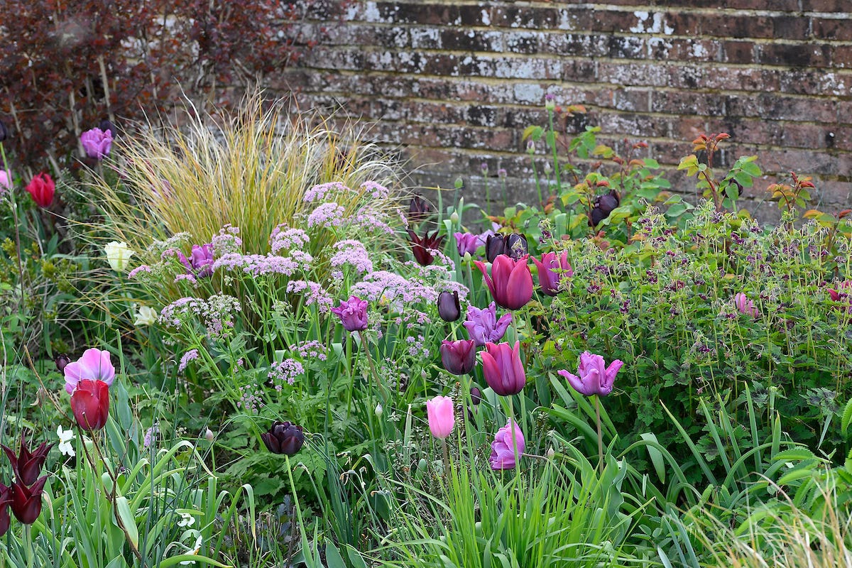 tulips and spring flowers in a walled garden