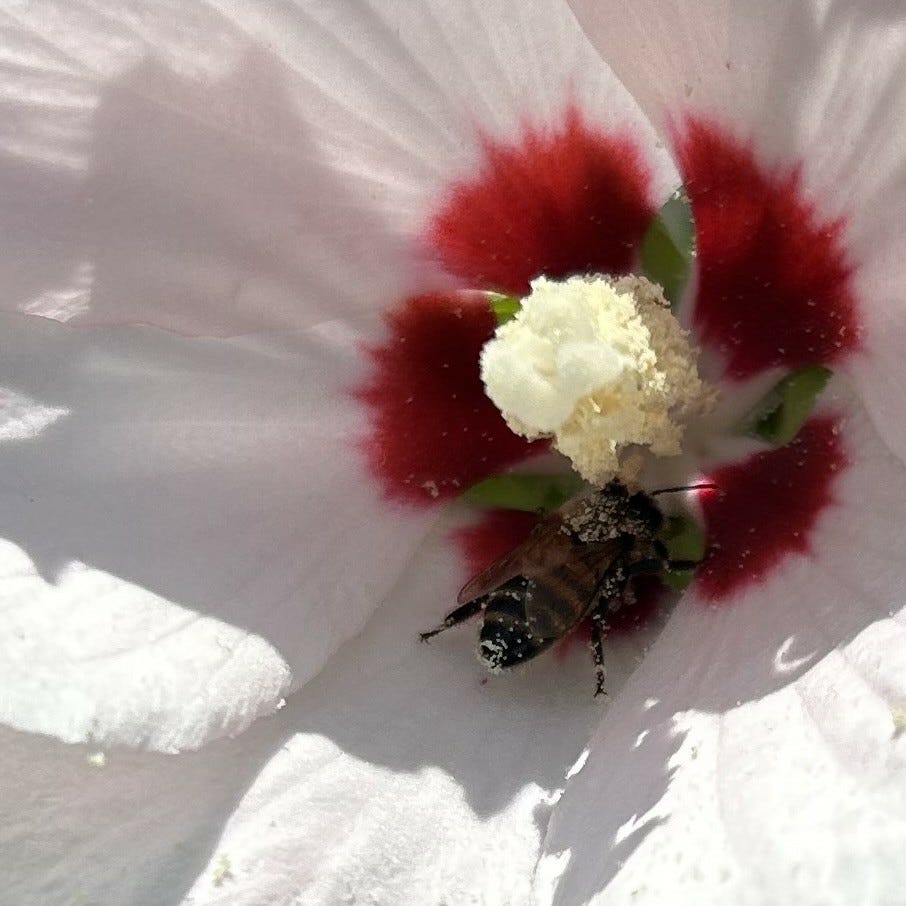 From the Journal of Jess Terry 