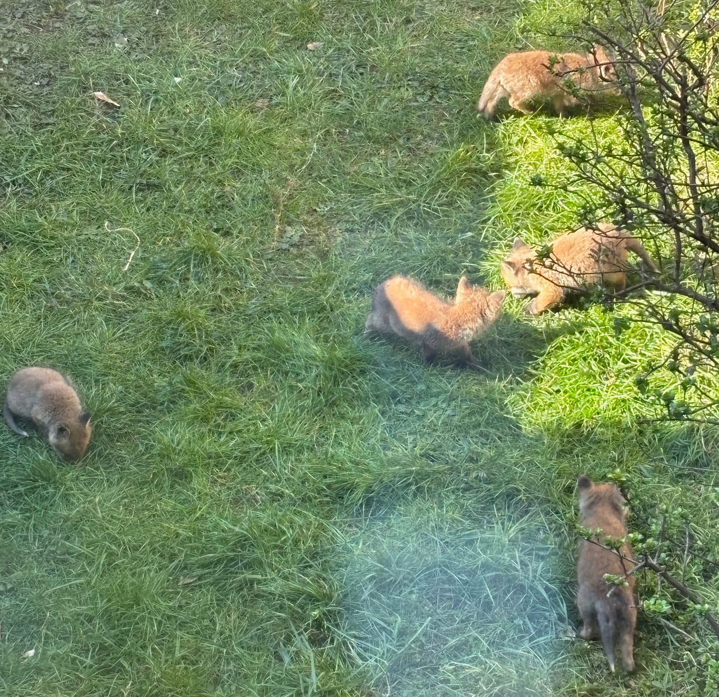 baby foxes