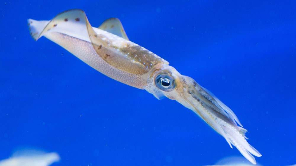 A Guide To Squid | Fishopedia | Quick Facts | Need To Know | The Fish  Society