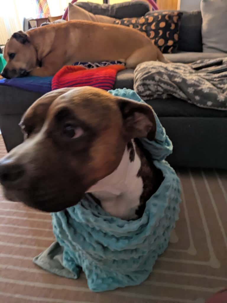 A chocolate-coloured dog wrapped in a blanket