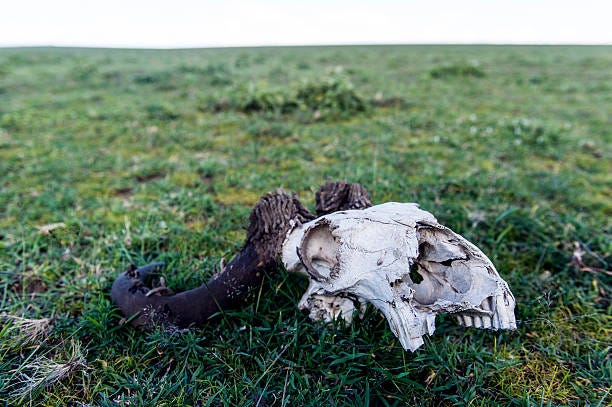 ngorongoro conservation area, ngorongoro district, tanzania. - decaying skeleton with mushrooms and lichens stock pictures, royalty-free photos & images