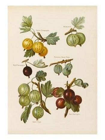 Show 254: Currants and Gooseberries