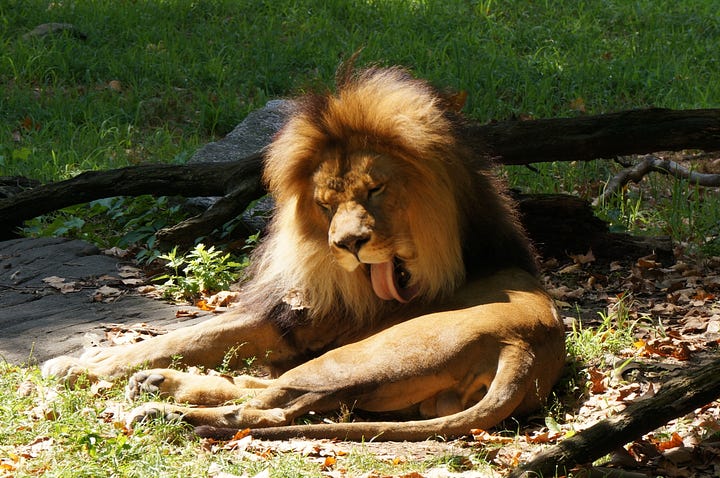 Photos of lions from the Bronx Zoo. They are relaxing looking sleepy. One is grooming himself