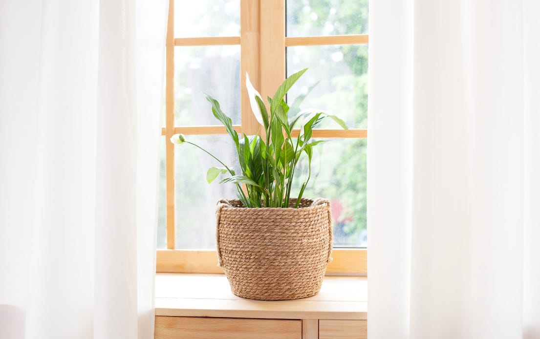 2:31 PMClaude responded: A potted green plant in a woven basket sits on a windowsill in warm afternoon light, with curtains draped on either side.A potted green plant in a woven basket sits on a windowsill in warm afternoon light, with curtains draped on either side. 2:31 PMClaude responded: A potted green plant in a woven basket sits on a windowsill in warm afternoon light, with curtains draped on either side.A potted green plant in a woven basket sits on a windowsill in warm afternoon light, with curtains draped on either side.