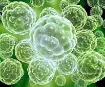 Image result for Life form organism