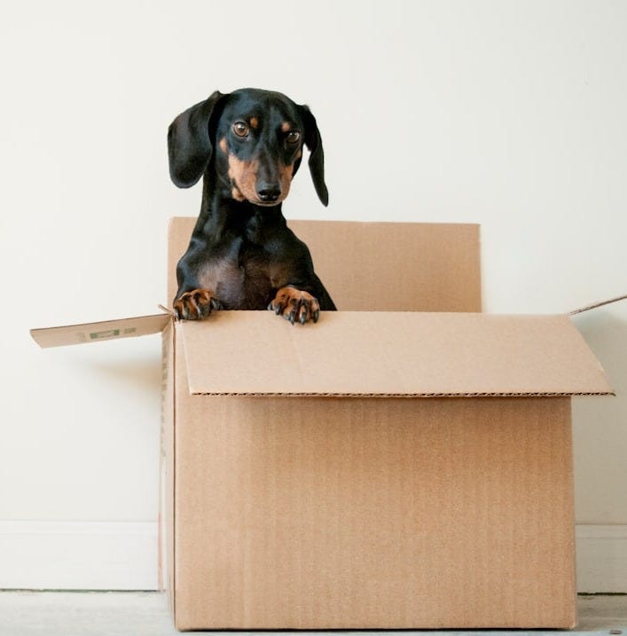 black and brown Dachshund standing in box