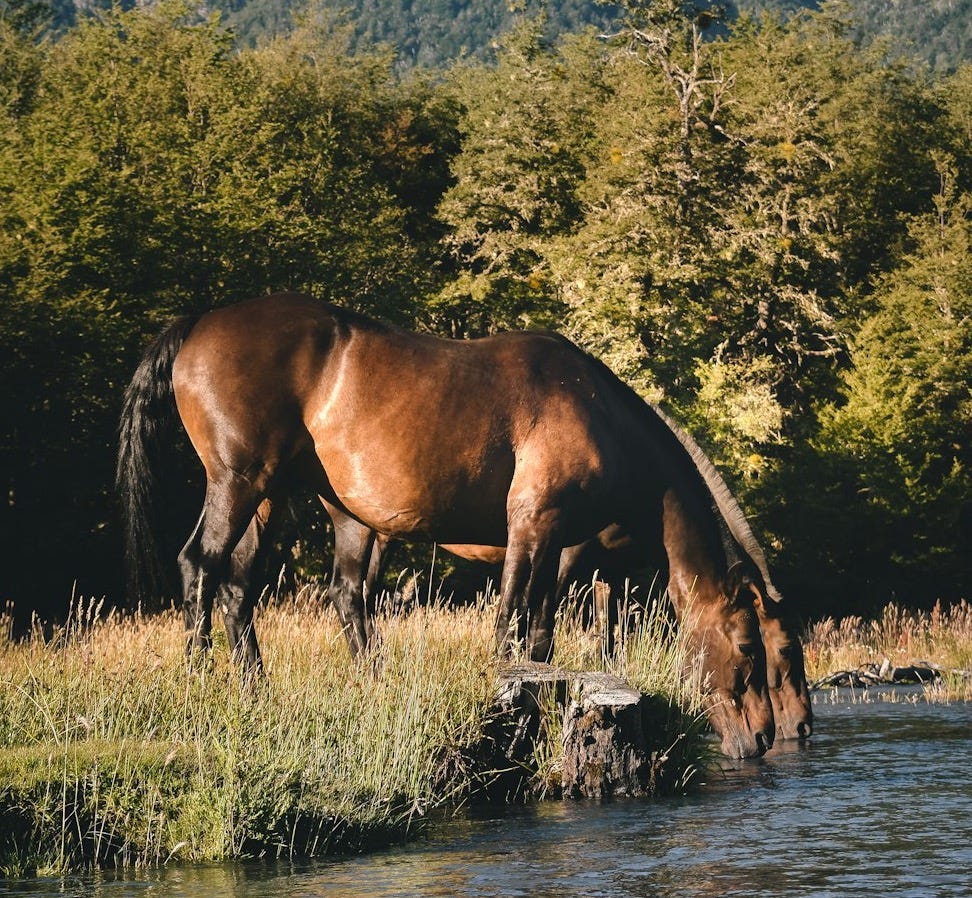 brown horse on green grass field near lake during daytime brown horse on green grass field near lake during daytime