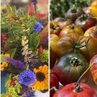 Sebastopol Farmers Market to expand into West America parking lot again
