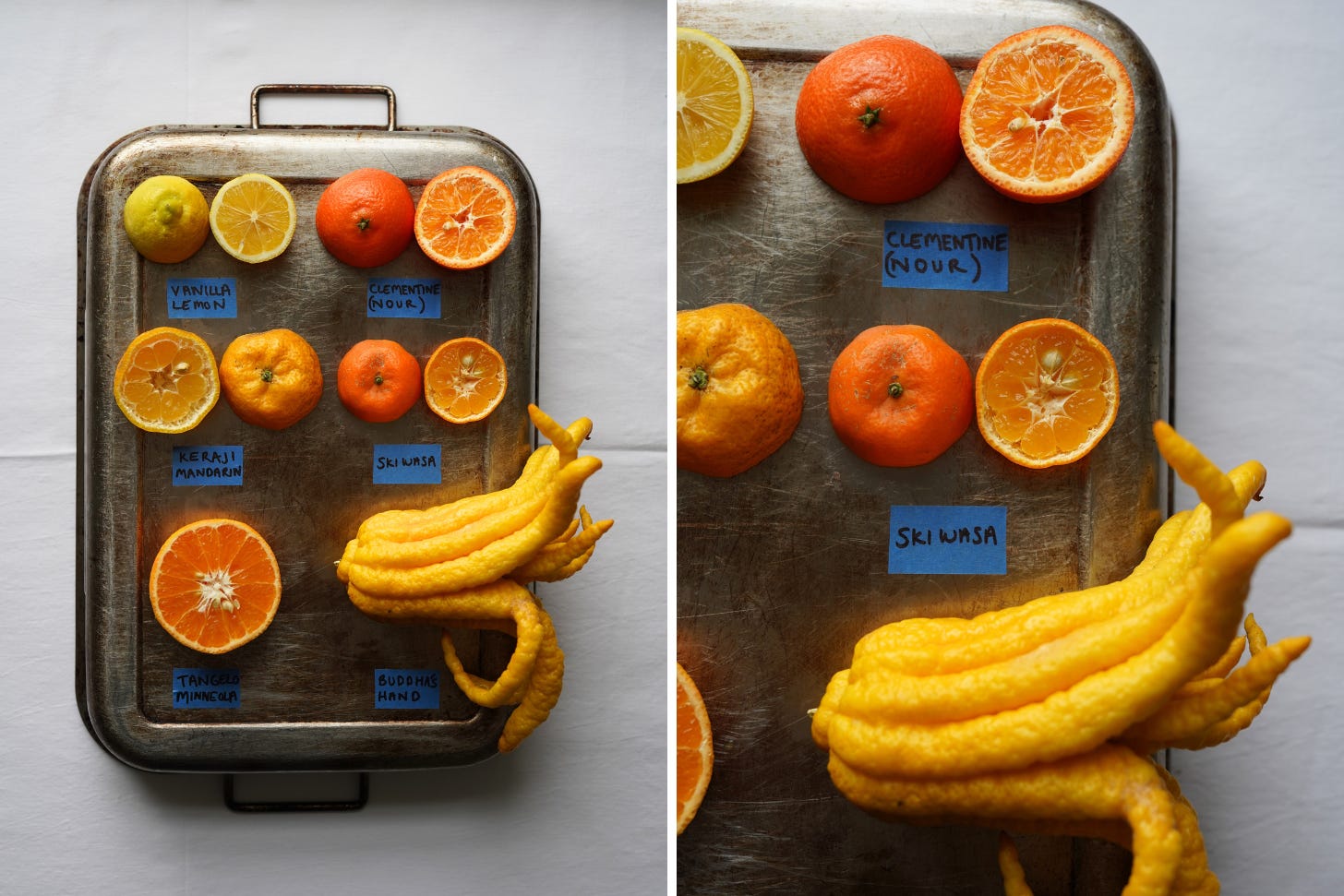 Celebrating citrus - by Sarah Stanback-Young
