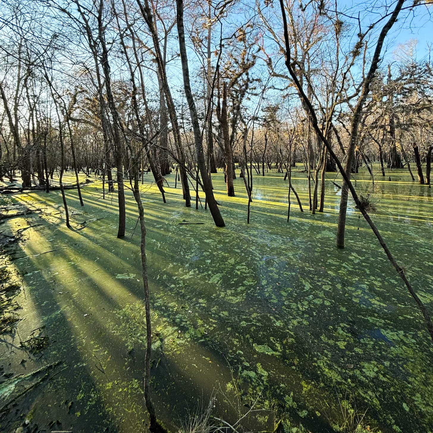 a landscape with bare trees growing out of bright green swampy water with afternoon sun casting long shadows from the trees on water a landscape with bare trees growing out of bright green swampy water with afternoon sun casting long shadows from the trees on water
