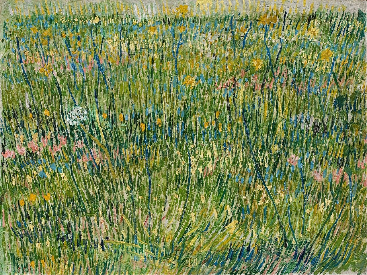 Close view of grass and wild flowers