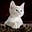 Cat's avatar