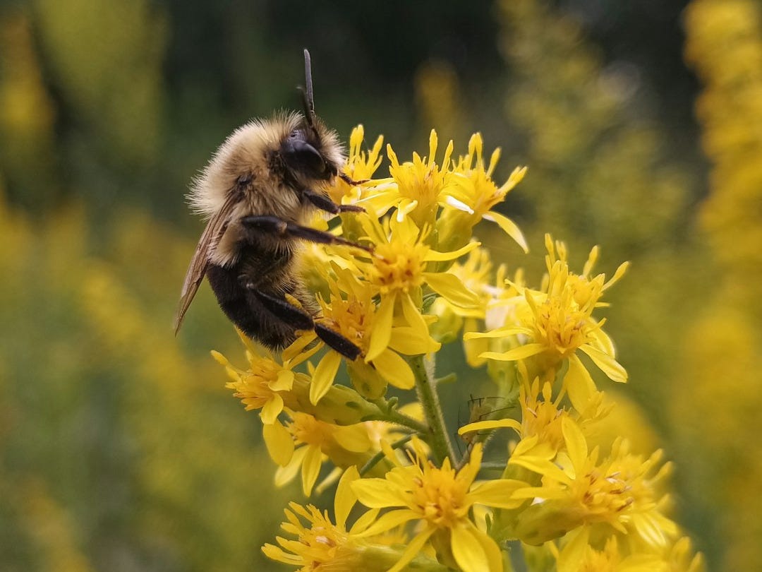 A bee sitting on top of a yellow flower