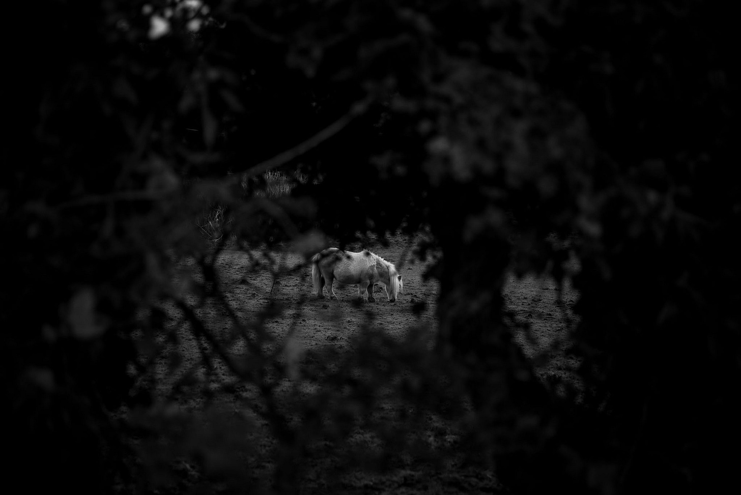 A small Welsh pony wanders through a field.